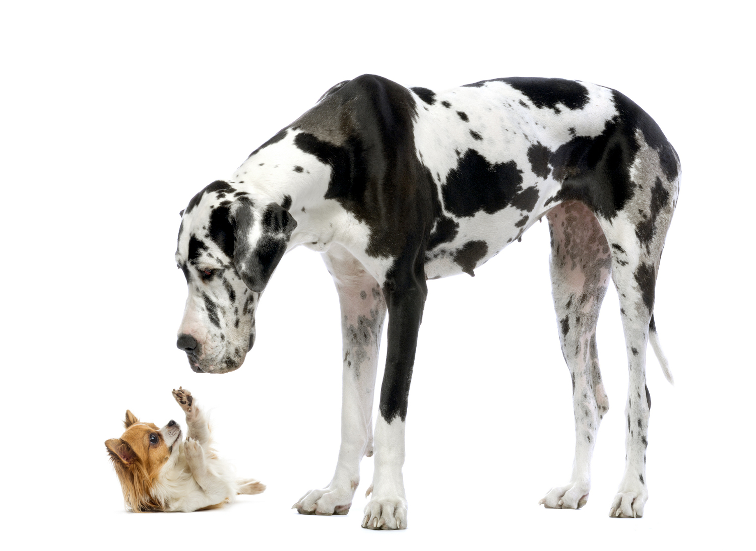 Great Dane and chihuahua, from Shutterstock