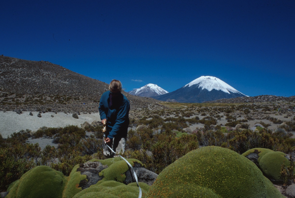 Cath Kleier studying llaretas in Chile. Photo courtesy of Cath Kleier