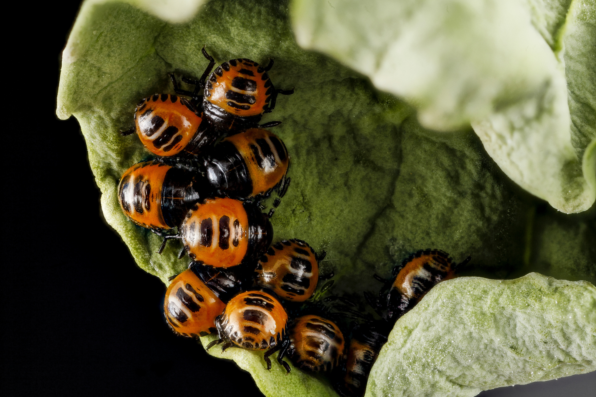 Harlequin bug nymphs. Credit: USGS Bee Inventory and Monitoring Lab/flickr/CC BY 2.0