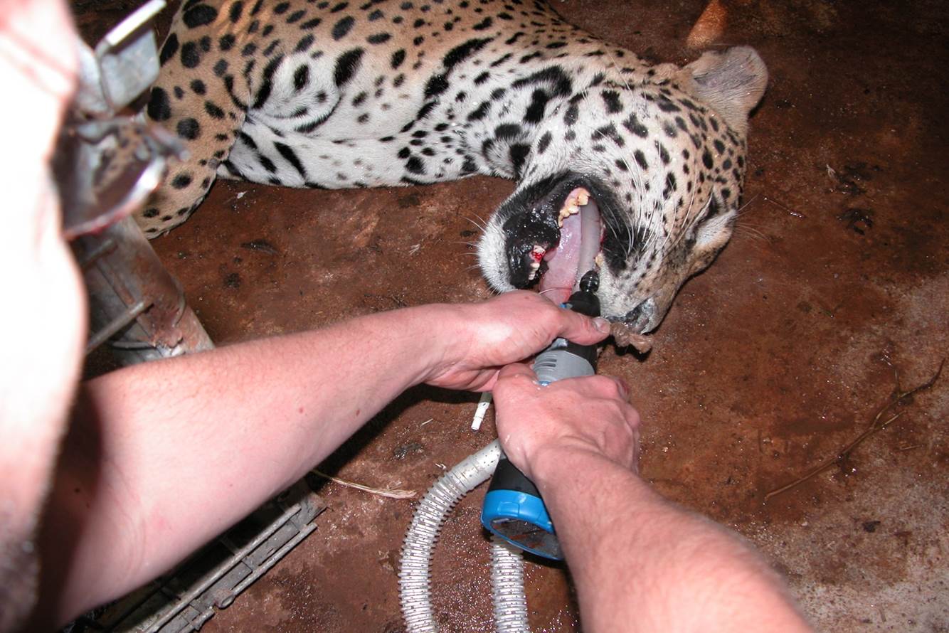 Xibalba, a jaguar, needed five root canals. Photo courtesy of Brook Niemiec