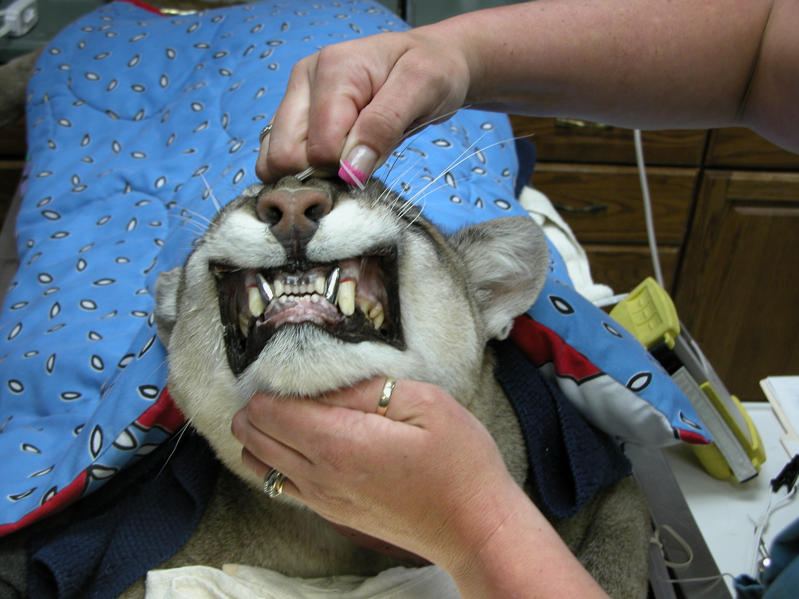 A mountain lion sporting new teeth. Courtesy of Brook Niemiec