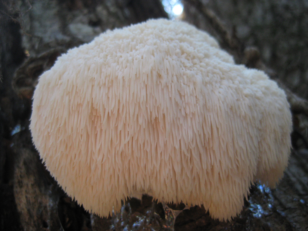 Fungal expert Paul Stamets has seen the lion’s mane mushroom grow to the size of a soccer ball. Photo by mandyerin/flickr/CC BY-NC 2.0