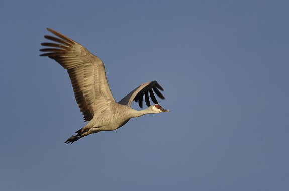 A Sandhill crane takes flight over the Platte River near Kearney, Nebraska. Credit: Diana Robinson/flickr