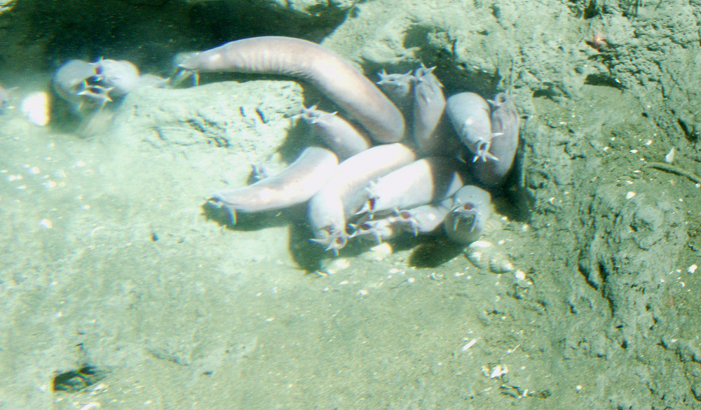 Credit: NOAA/CBNMS, Photographer: Linda Snook. Pacific hagfish (Eptatretus stoutii) in a hole at 150 meters depth.  Latitude 37 58 N., Longitude 123 27 W. California, Cordell Bank National Marine Sanctuary. 2004. 