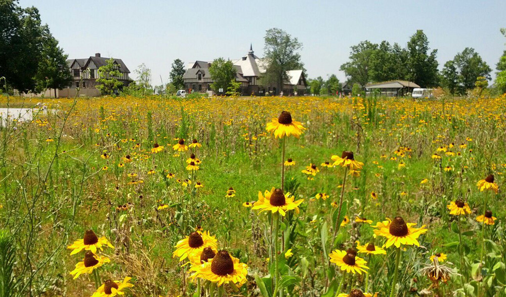 Duke Farms has transformed expanses of mown lawn to meadow habitats, teeming with biodiversity. Photo courtesy of Duke Farms