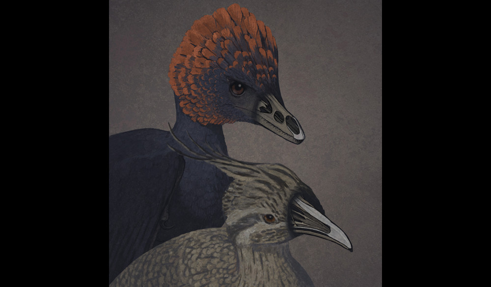 An artist's rendition of the non-avian dinosaur Anchiornis and a tinamou, a primitive modern bird, depicted with transparent snouts. 