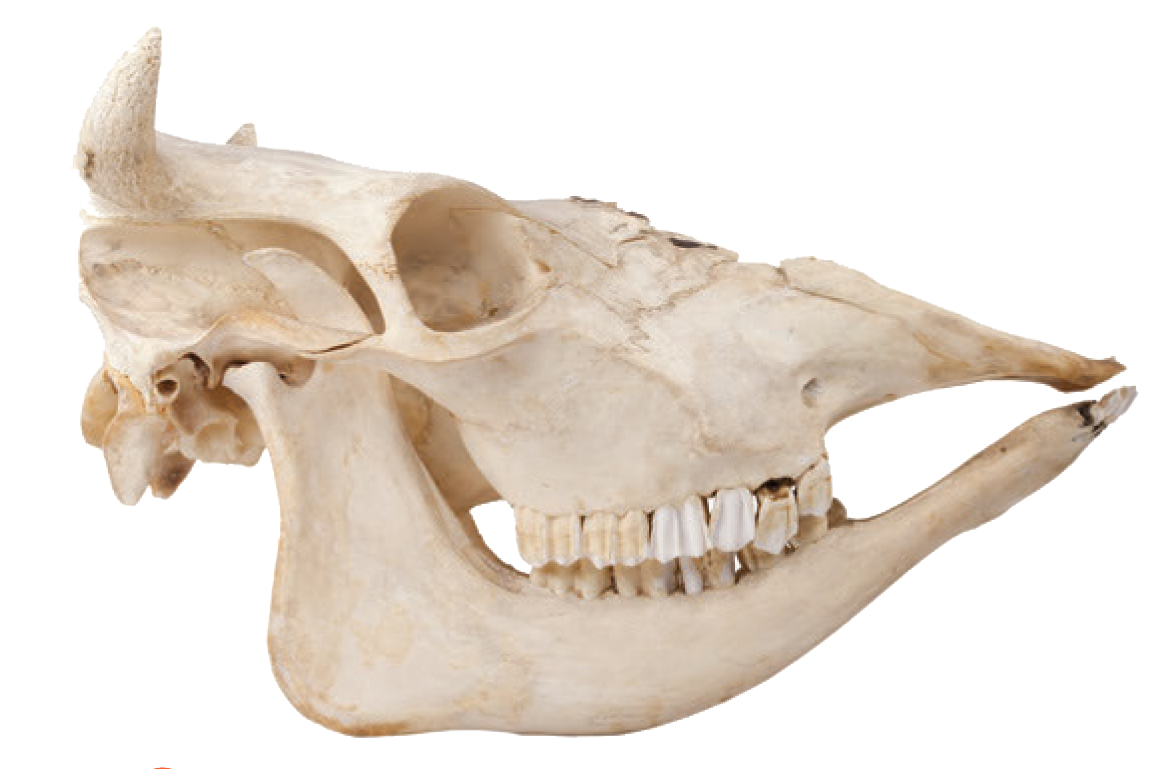 'Cabinet of Curiosities' Excerpt: The Skulls and Teeth of Animalia