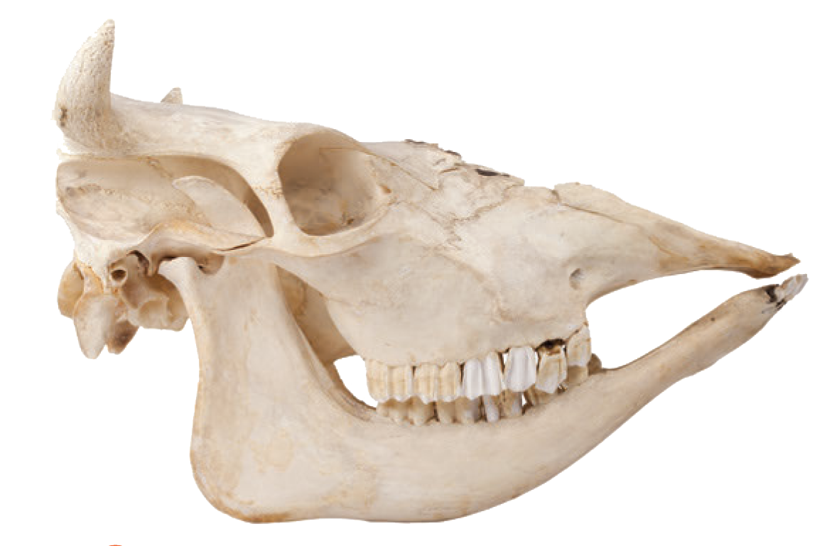 Animal Skull Identification Chart