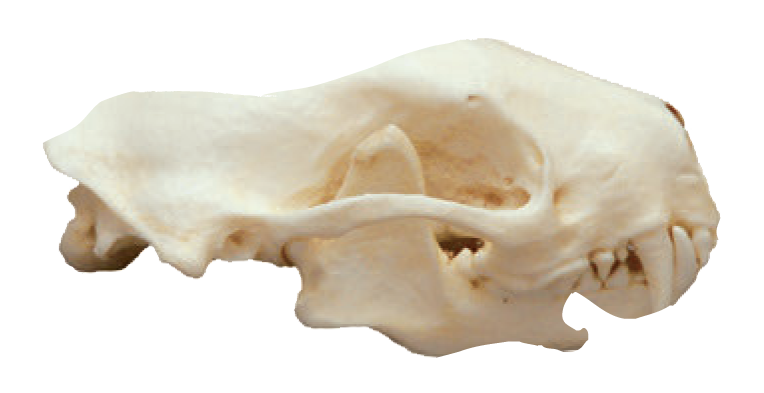 Small Animal Skull Identification Chart