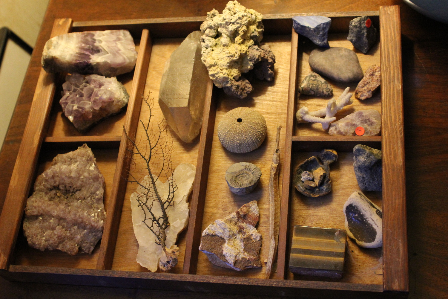 A cabinet of curiosities featuring minerals, a fan coral, and a sea urchin skeleton. Photo by Annie Minoff