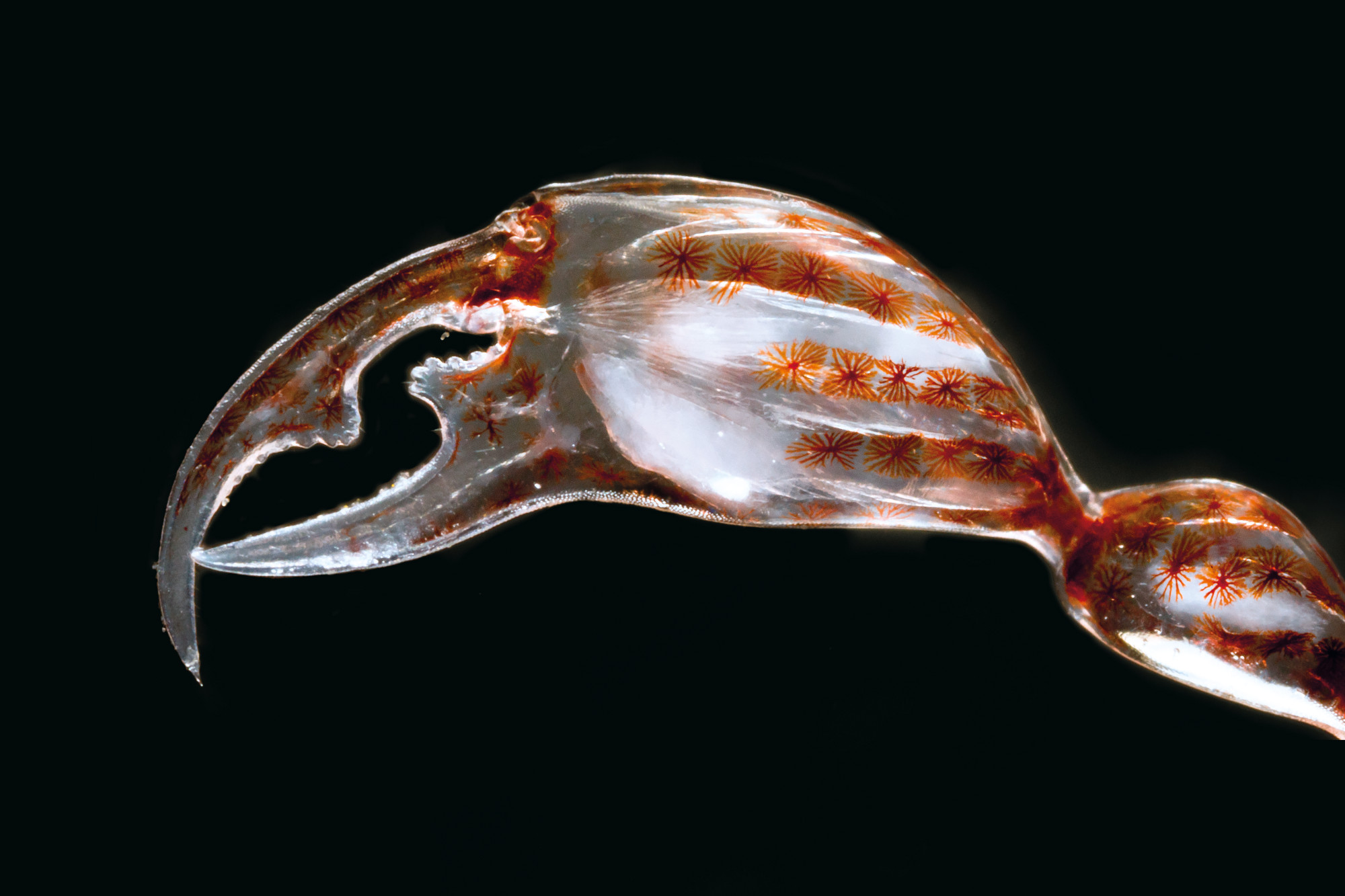“Claws and Camouflage,” by Christian Sardet and Sharif Mirshak, CNRS. Phronima has four legs (two front and two hind legs), two large claws, and a tail for swimming with the currents. Here, its claw is colored a copper-red from pigmented cells called chromatophores. It can contract the cells and appear completely transparent so that prey mistakes it for harmless gelatinous plankton. Image courtesy of Tara Oceans, "Plankton: Wonders of the Drifting World"