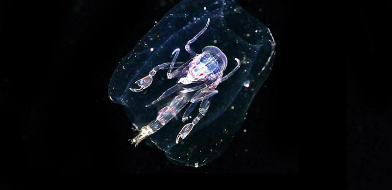 by Christian Sardet, CNRS. Most hyperiid amphipods live with other individuals of the same species. However, Phronima is a solitary, free-living ocean floater. The jelly barrel provides protection from other predators, storage for food, and space to raise young. Image courtesy of Tara Oceans, "Plankton Chronicles"