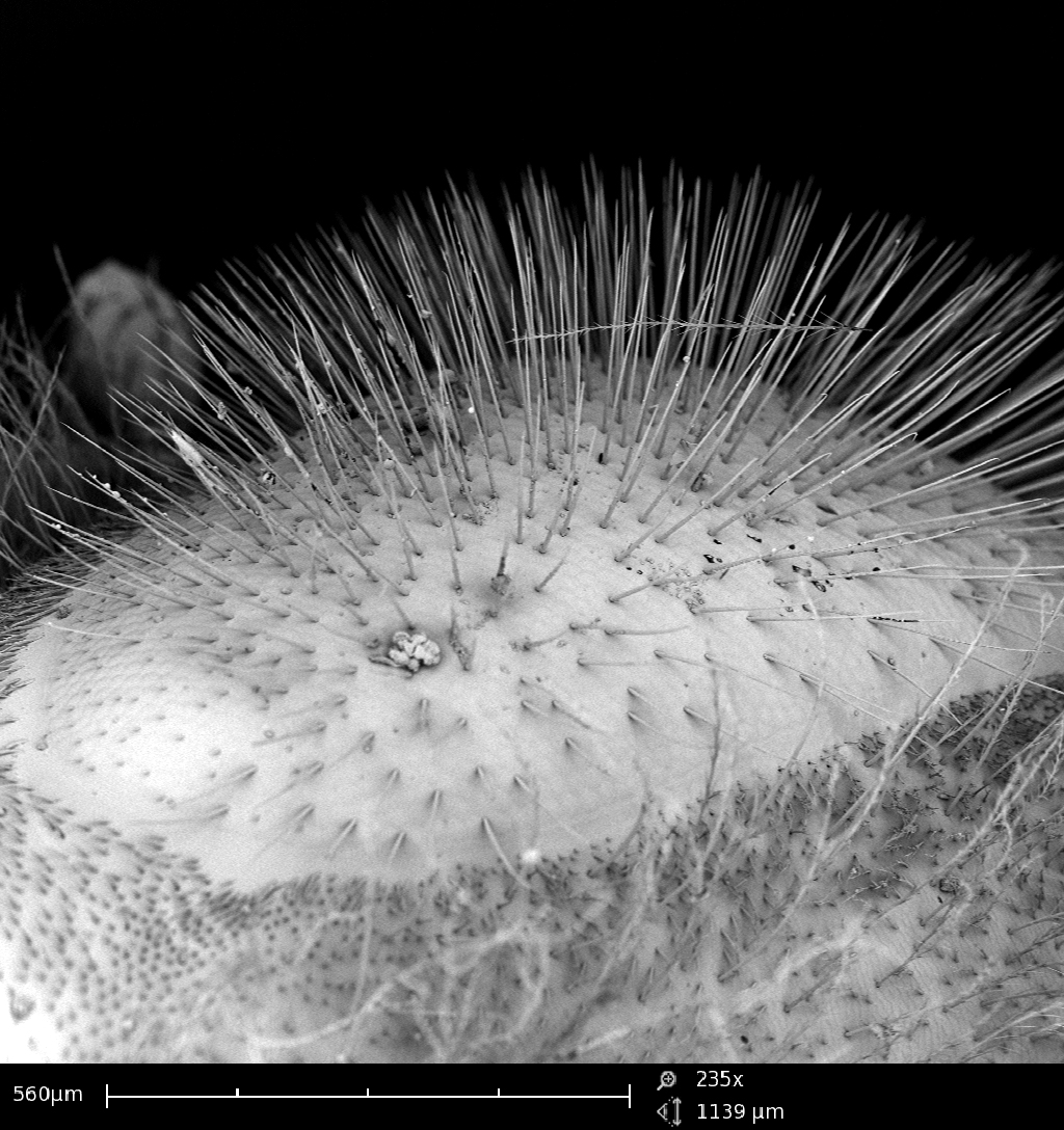 SEM images are of a hairs on a honeybee's eye. Image by Georgia Tech