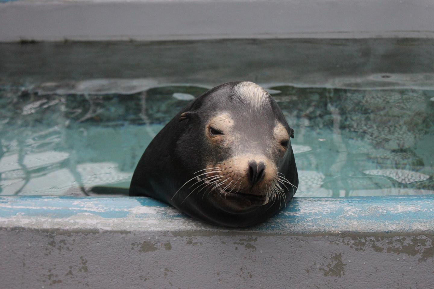 California sea lion Blarney McCresty was treated for domoic acid toxicity during his rehabilitation at the Marine Mammal Center in Sausalito. Photo © The Marine Mammal Center