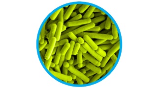 1 bacteria long