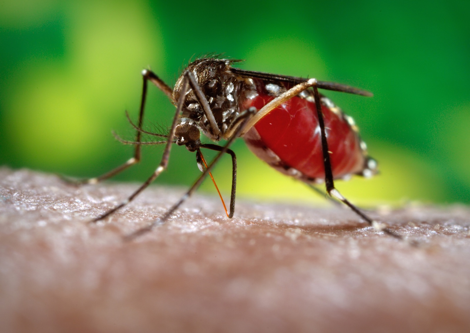 Zika virus is transmitted by a specific mosquito called Aedes aegypti. The mosquito is common in Colombia and other countries where Zika has become prevalent. Photo by James Gathany/Centers for Disease Control and Prevention