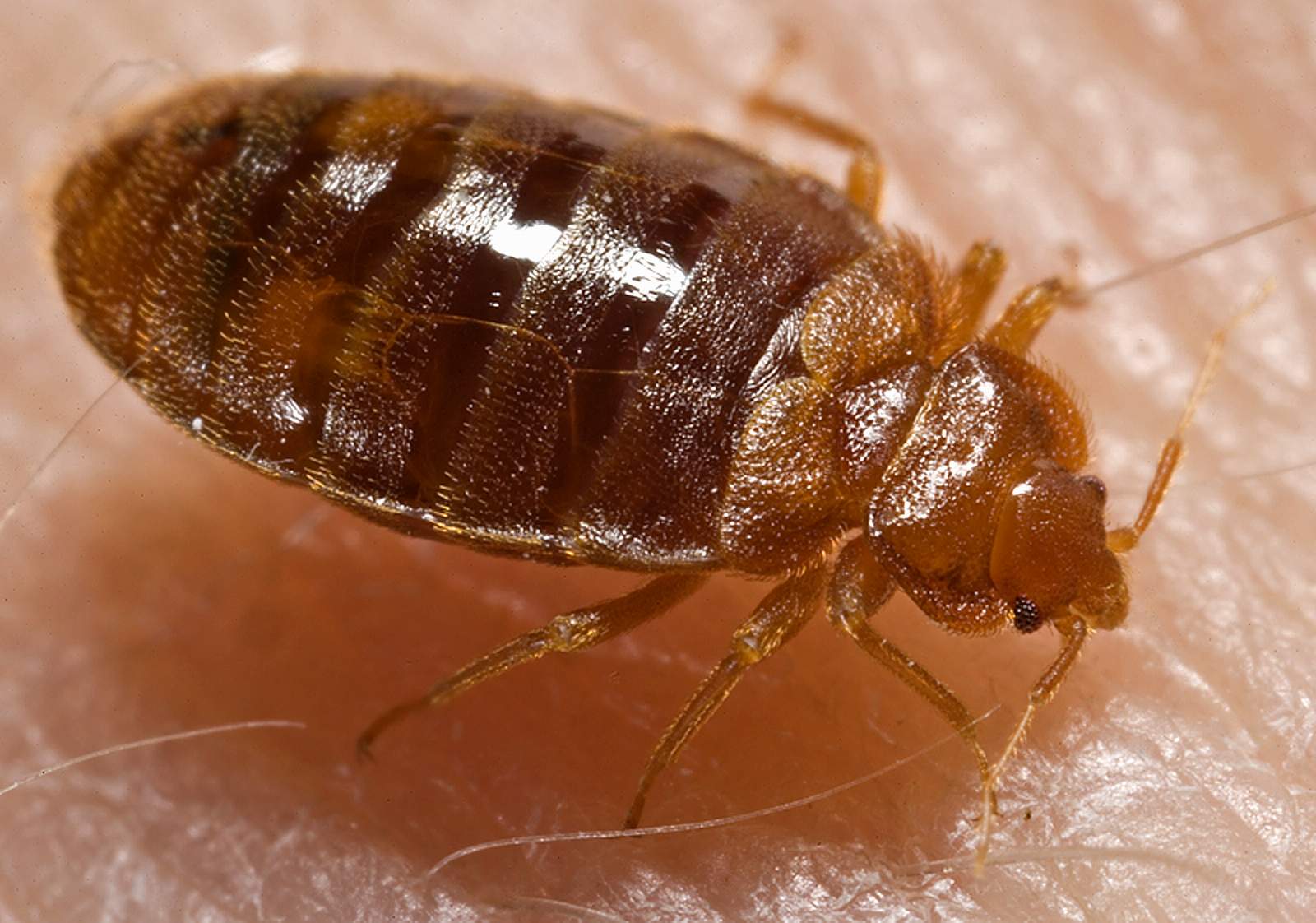 A bed bug nymph (Cimex lectularius) preparing to feed. Photo by Piotr Naskrecki