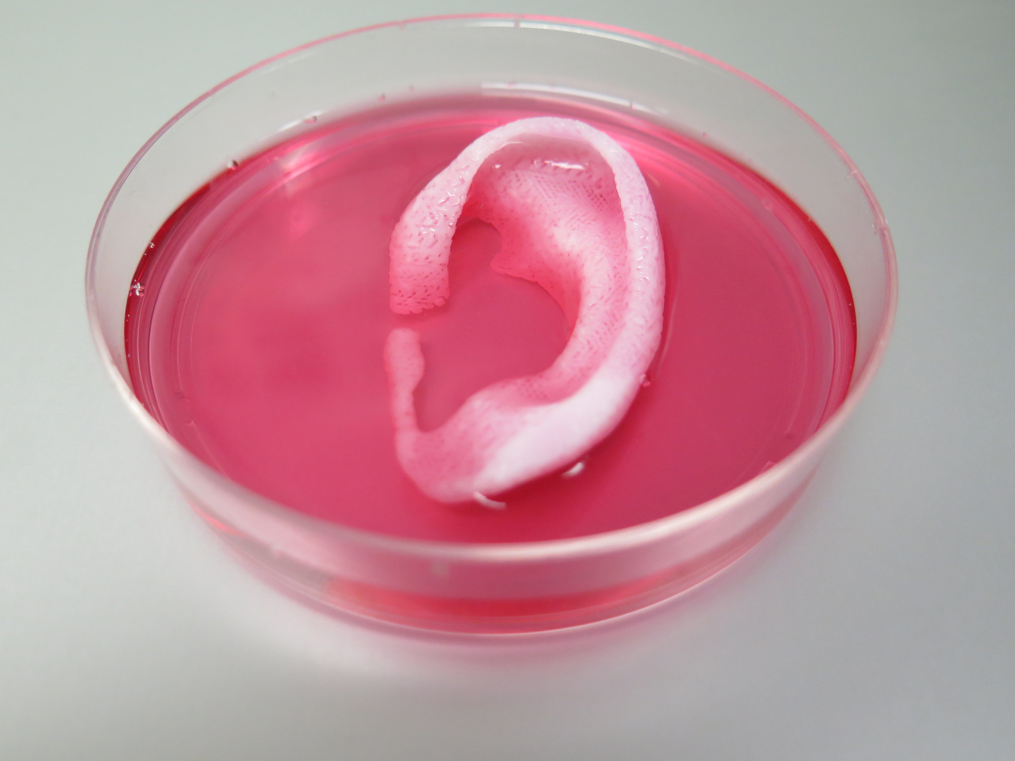 Completed ear structure printed with the Integrated Tissue-Organ Printing System. Photo by Wake Forest Institute for Regenerative Medicine