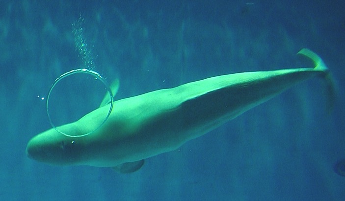 Beluga whale blows bubble rings