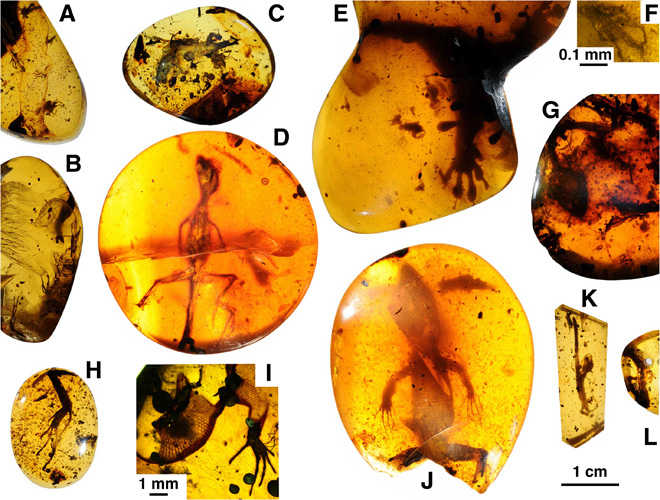 Lizards preserved in mid-Cretaceous Burmese amber. Credit: Daza et al., 2016