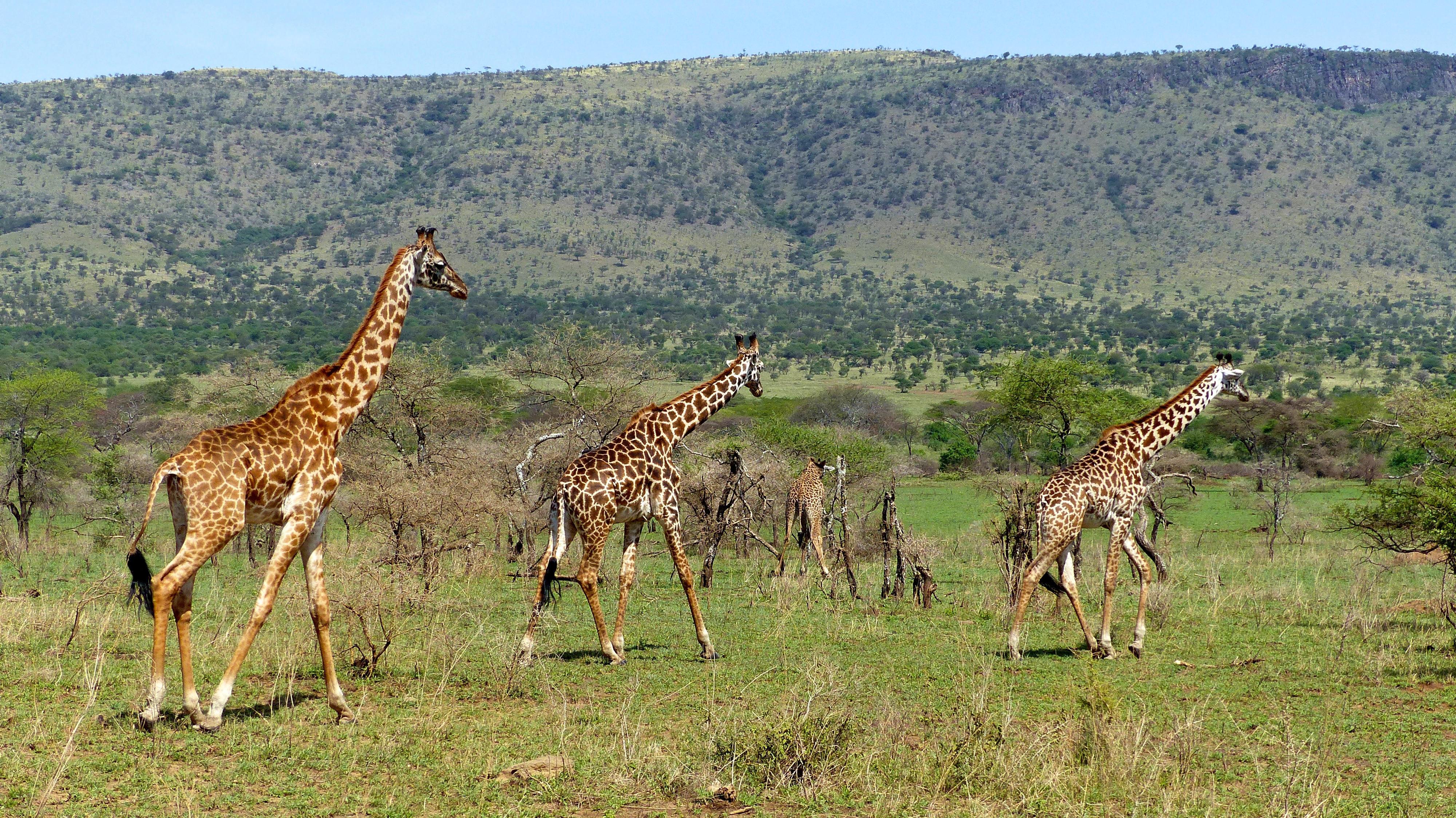 Giraffes walk across the Serengeti. Courtesy of Patrick Carroll.