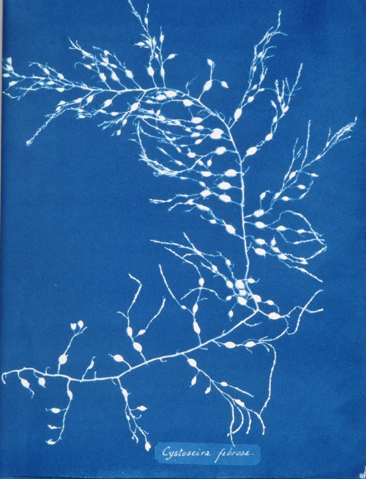 Cystoseira fibrosa. Courtesy of the Spencer Collection, The New York Public Library