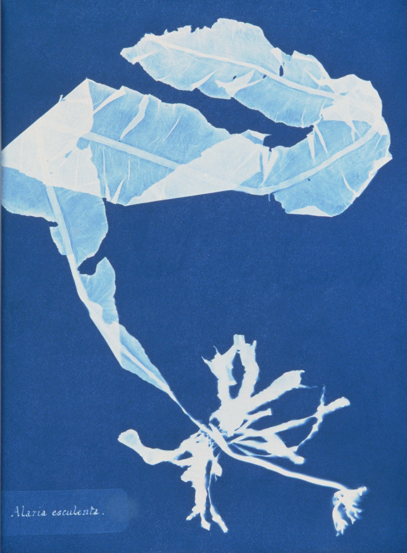 Alaria esculenta. Courtesy of the Spencer Collection, The New York Public Library