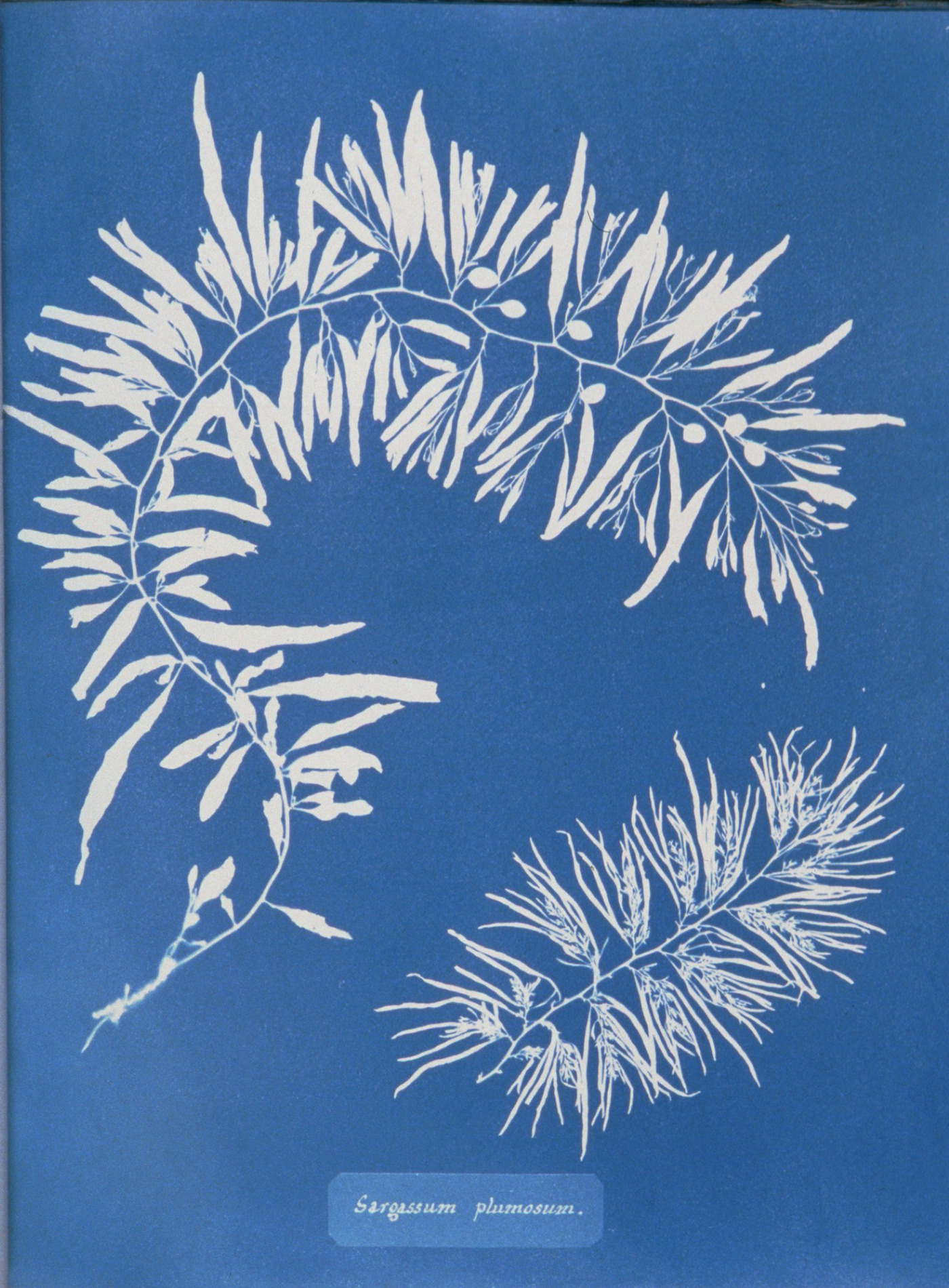 Sargassum plumosum. Courtesy of the Spencer Collection, The New York Public Library