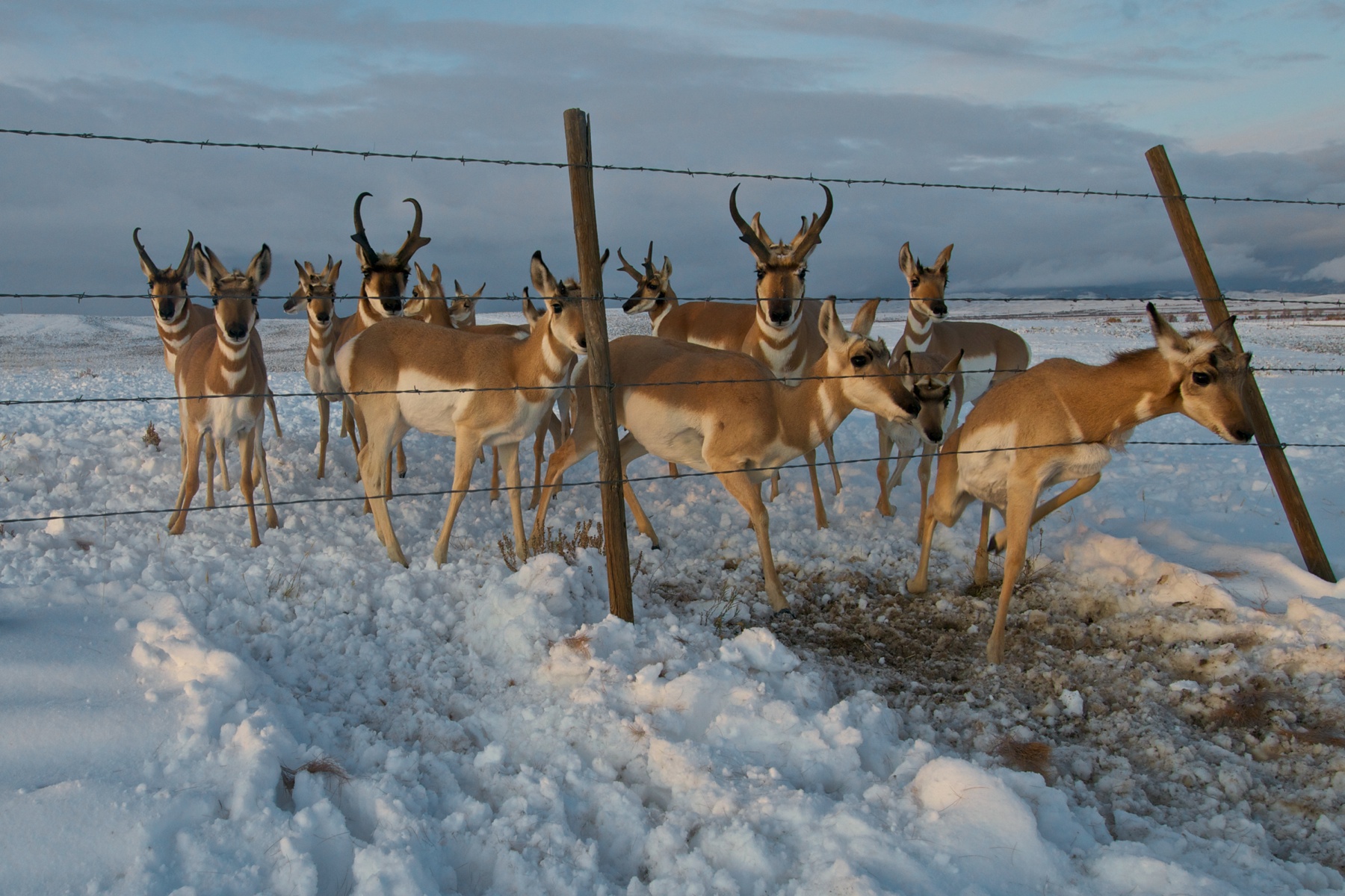 Migrating pronghorns encounter a logjam at a barbed wire fence near a highway. While an underpass existed to facilitate wildlife crossings, the ungulates shied away from the tunnel, preferring to instead breach the fence to cross the road. The state constructed two highway overpasses in 2012, and camera traps have detected thousands of crossings every year since, according to Kays. Credit: Joe Riis. Courtesy of "Candid Creatures: How Camera Traps Reveal the Mysteries of Nature," by Roland Kays (May 2016, Johns Hopkins University Press