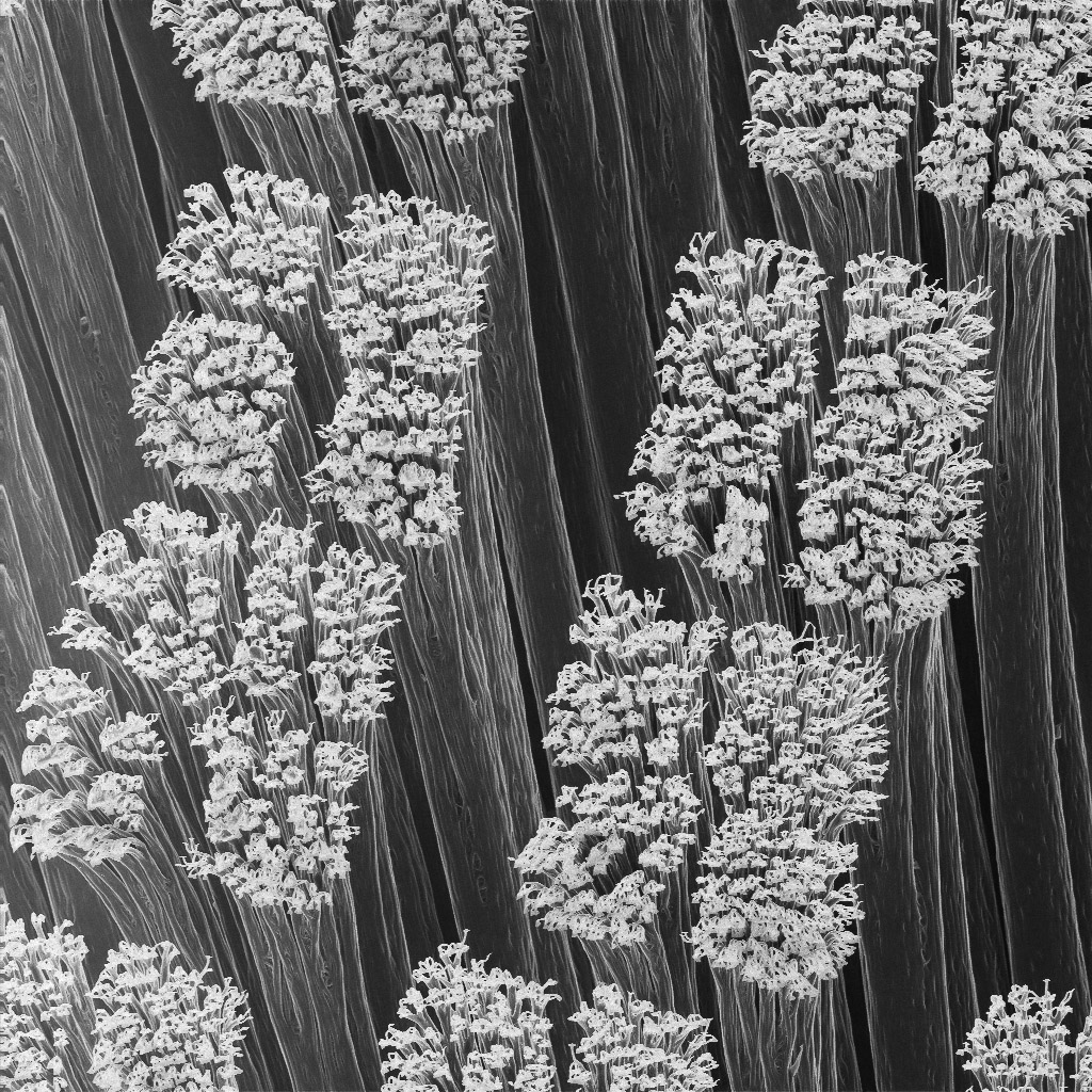 Gecko hairs. Each tip is only 200 nm wide. Credit: Kellar Autumn