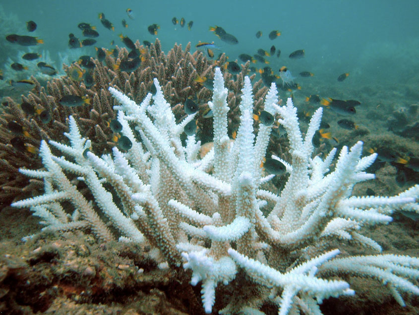 Bleached coral in the Great Barrier Reef. From Wikipedia/CC BY 3.0