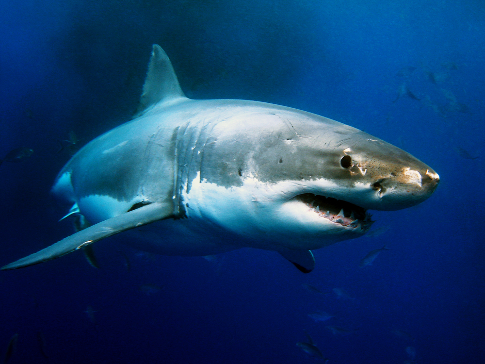 Shark, from Shutterstock