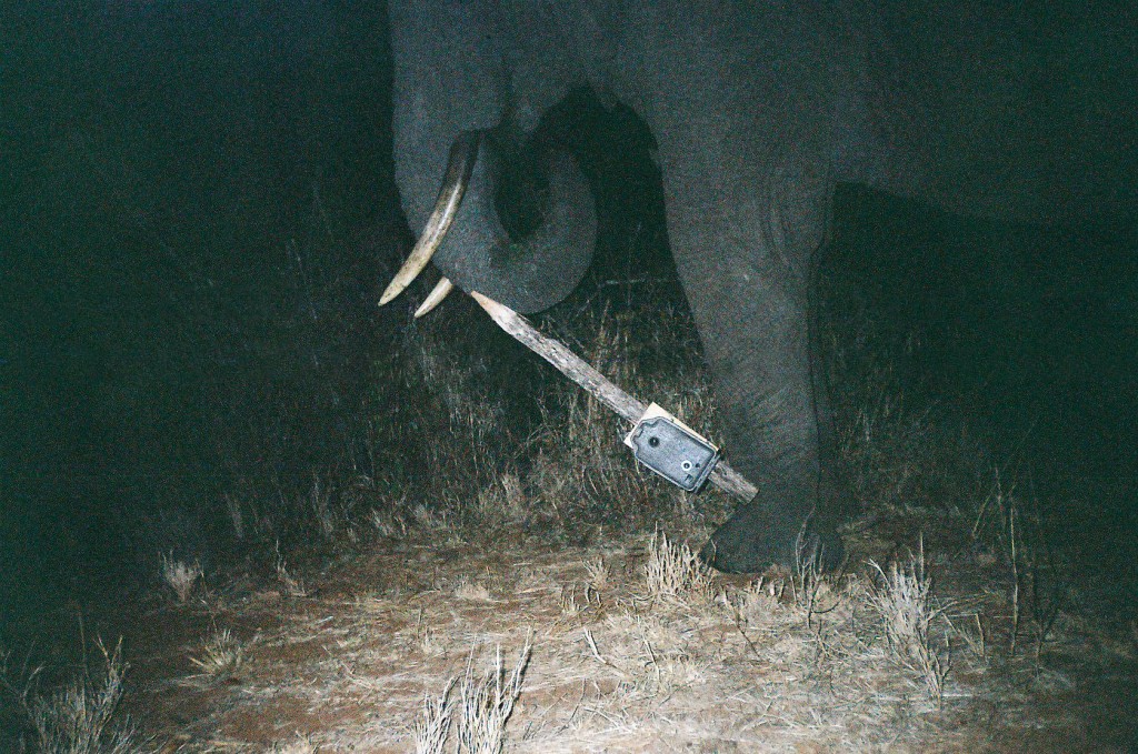 An elephant vandal tips over a camera trap. Image by T. O’Brien / M. Kinnaird / WCS and courtesy of Candid Creatures: How Camera Traps Reveal the Mysteries of Nature, by Roland Kays (May 15, 2016, Johns Hopkins University Press)