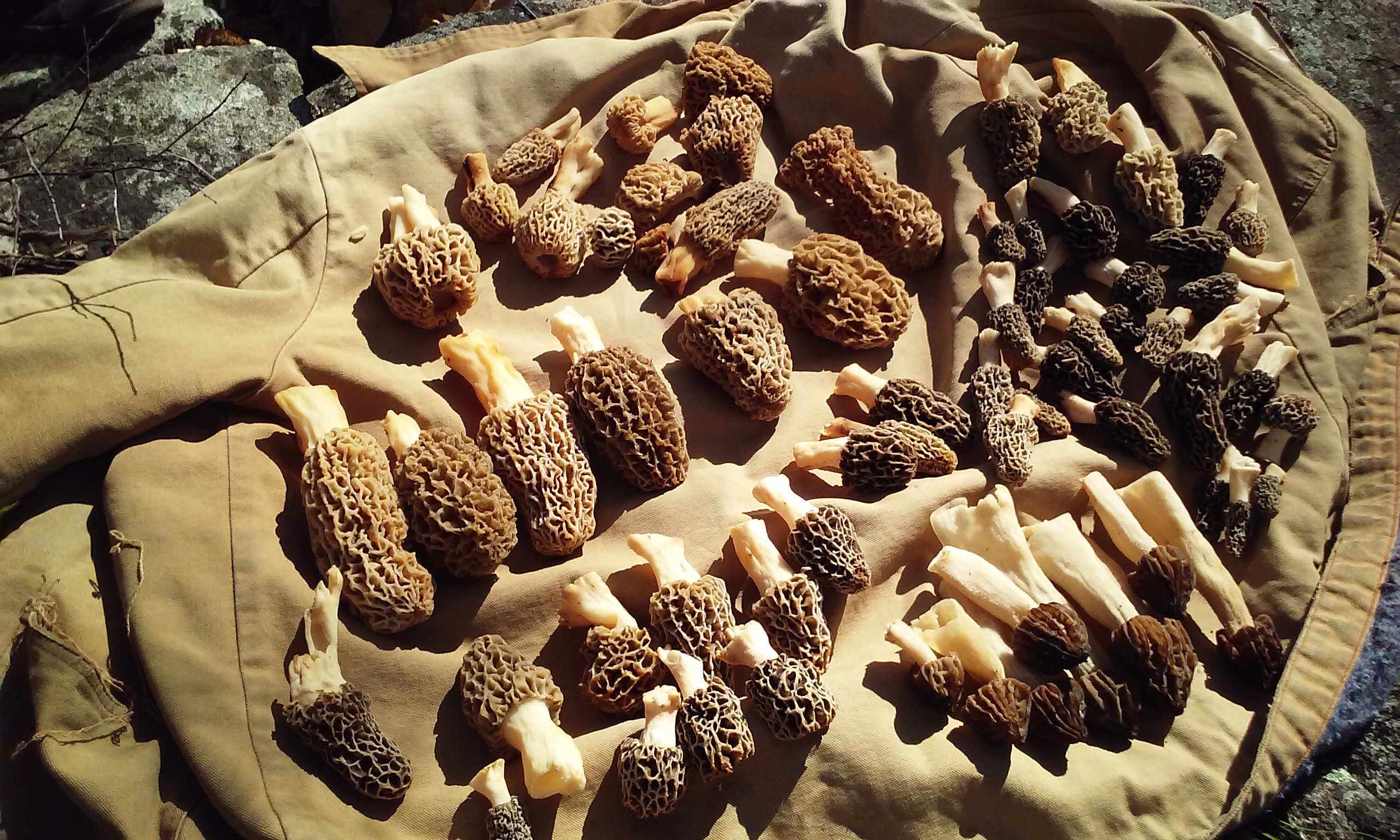 A collection of morel mushrooms, Credit: Christie Taylor