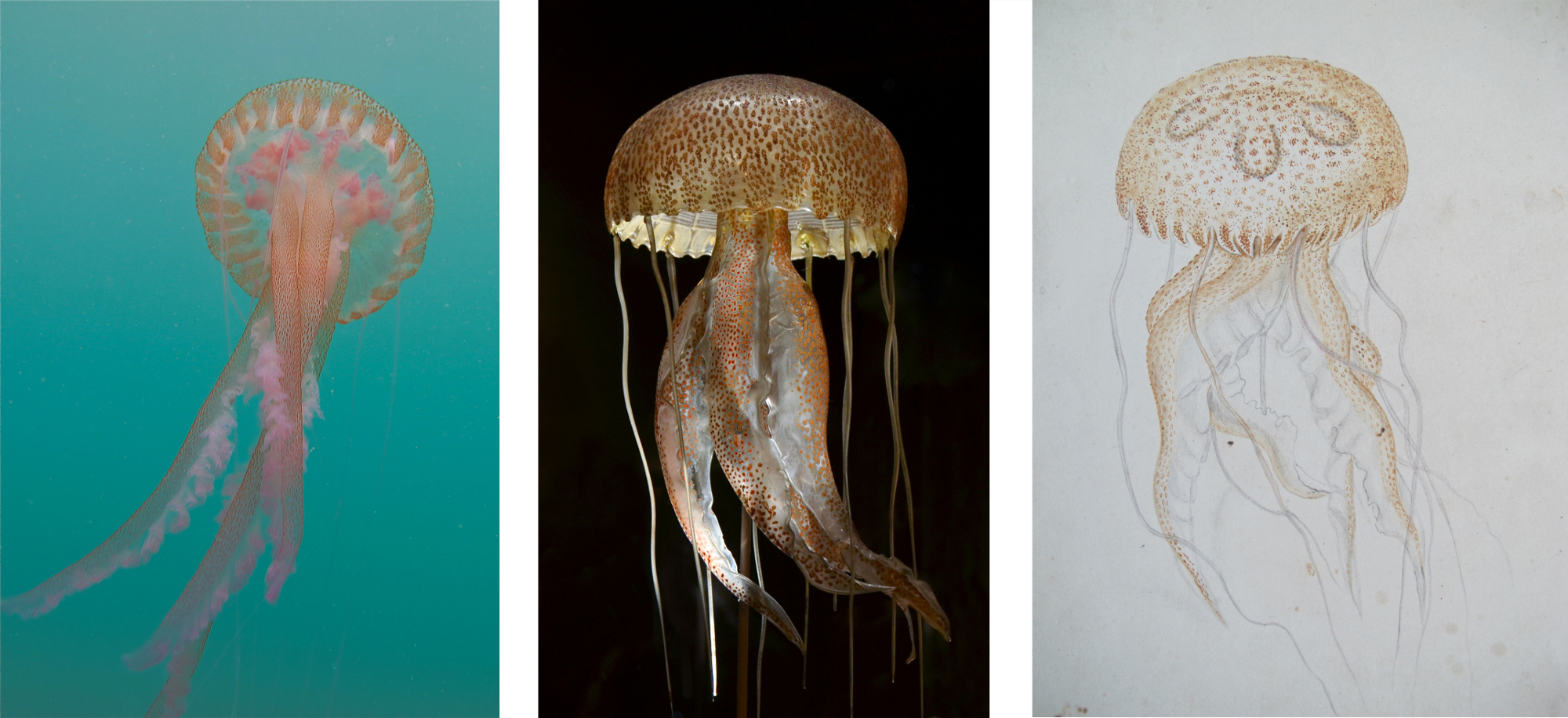 From left to right: A photo of a living mauve stinger (Pelagia noctiluca), a jellyfish found in the Mediterranean; the Blaschkas’ glass model; and a Blaschka watercolor. Photos by Drew Harvell and the Museum d’Histoire Naturelle, Geneva; watercolor courtesy of the Rakow Research Library, Corning Muséum of Glass, BIB ID: 122405. Image files courtesy of A Sea of Glass, by Drew Harvell