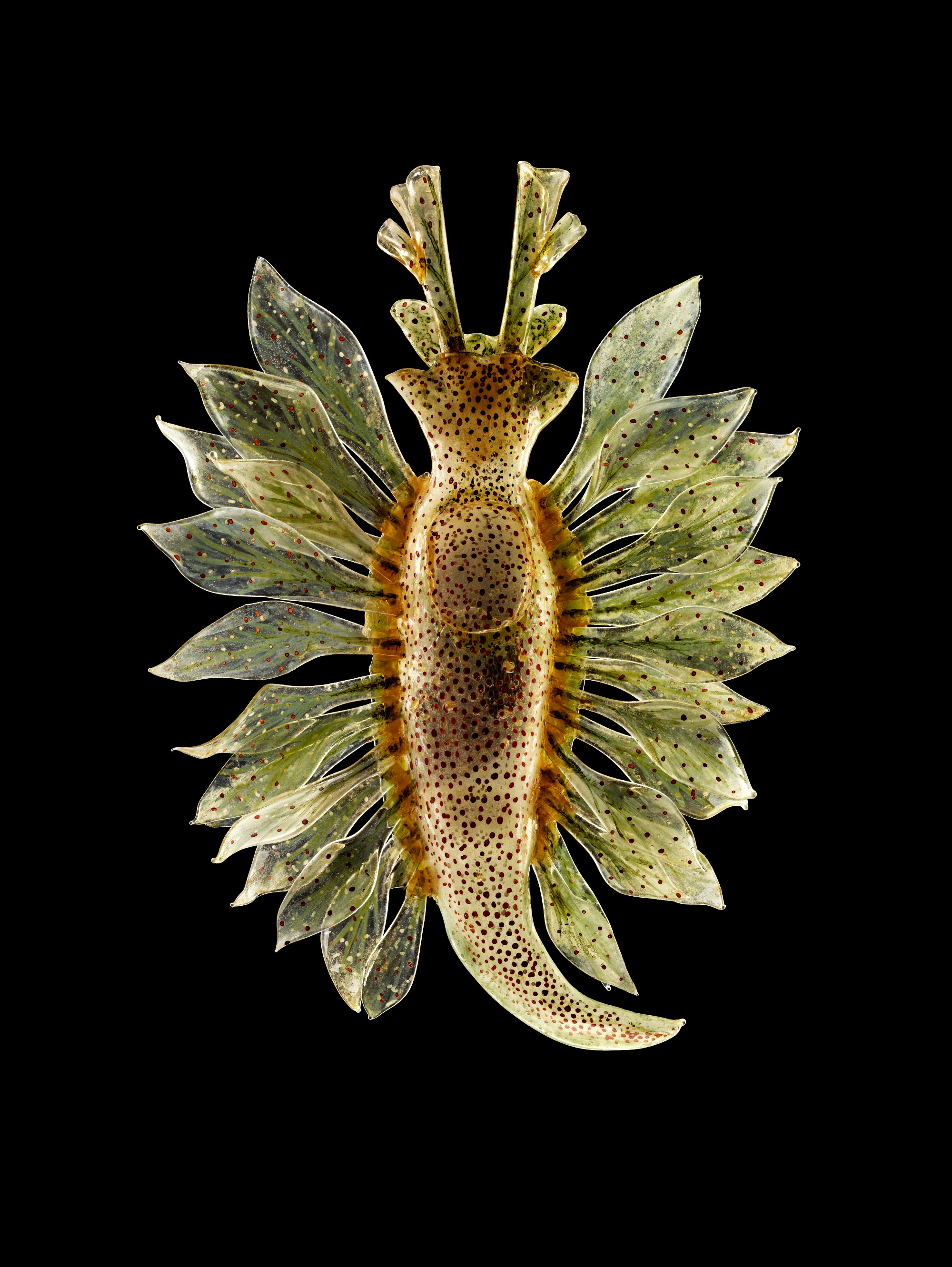 A type of sea slug called the spotted sacoglossan (Caliphylla mediterranea), in glass. Photo by Guido Mocafico, courtesy of the Natural History Museum of Ireland. Image file courtesy of A Sea of Glass, by Drew Harvell