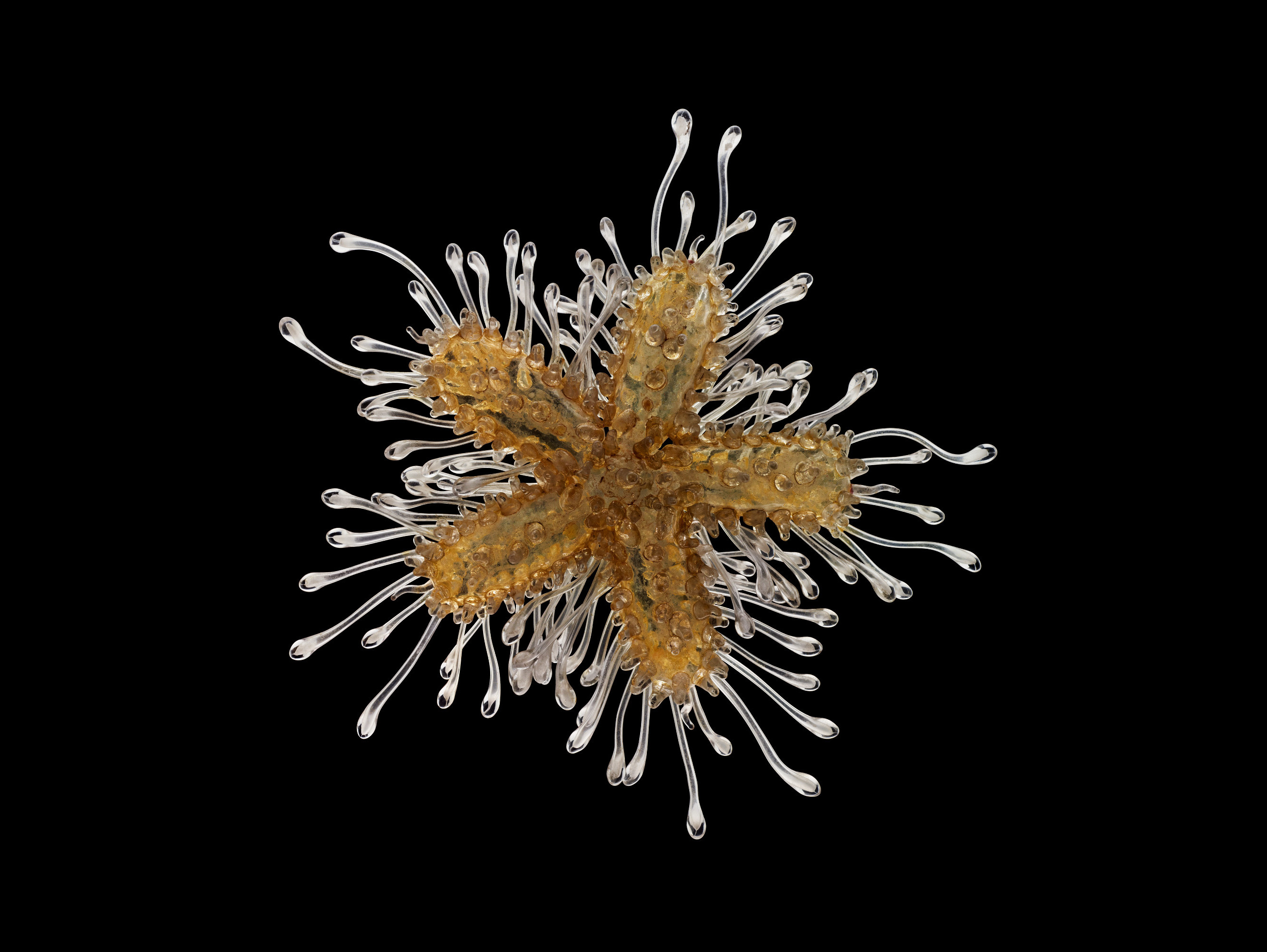 The common sea star (Asterias rubens) as a juvenile in glass. This is part of a sequence that the Blaschkas crafted showing the development of a sea star from planktonic larva to a newly settled juvenile. Photo by Guido Mocafico, courtesy of the Natural History Museum of Ireland. Image file courtesy of A Sea of Glass, by Drew Harvell