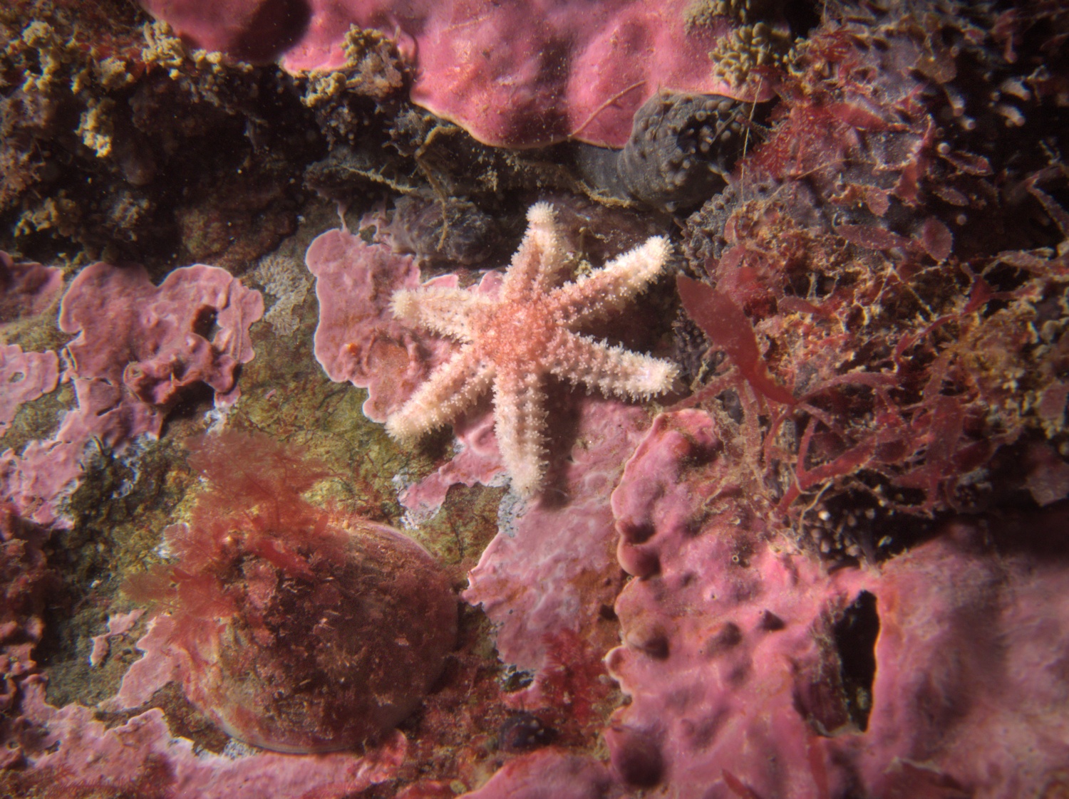 A baby starfish.