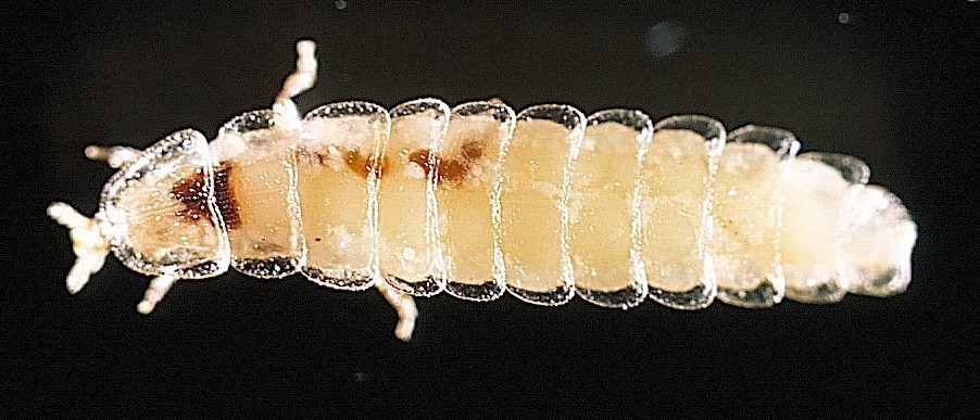 Phausis reticulata, blue ghost female, dorsal view. The female exhibits a larval body form including lack of wings. Her transparent exoskeleton is composed of eleven dorsal plates, and parts of her digestive system are visible as dark brown areas. Photo by by Jennifer Frick-Ruppert