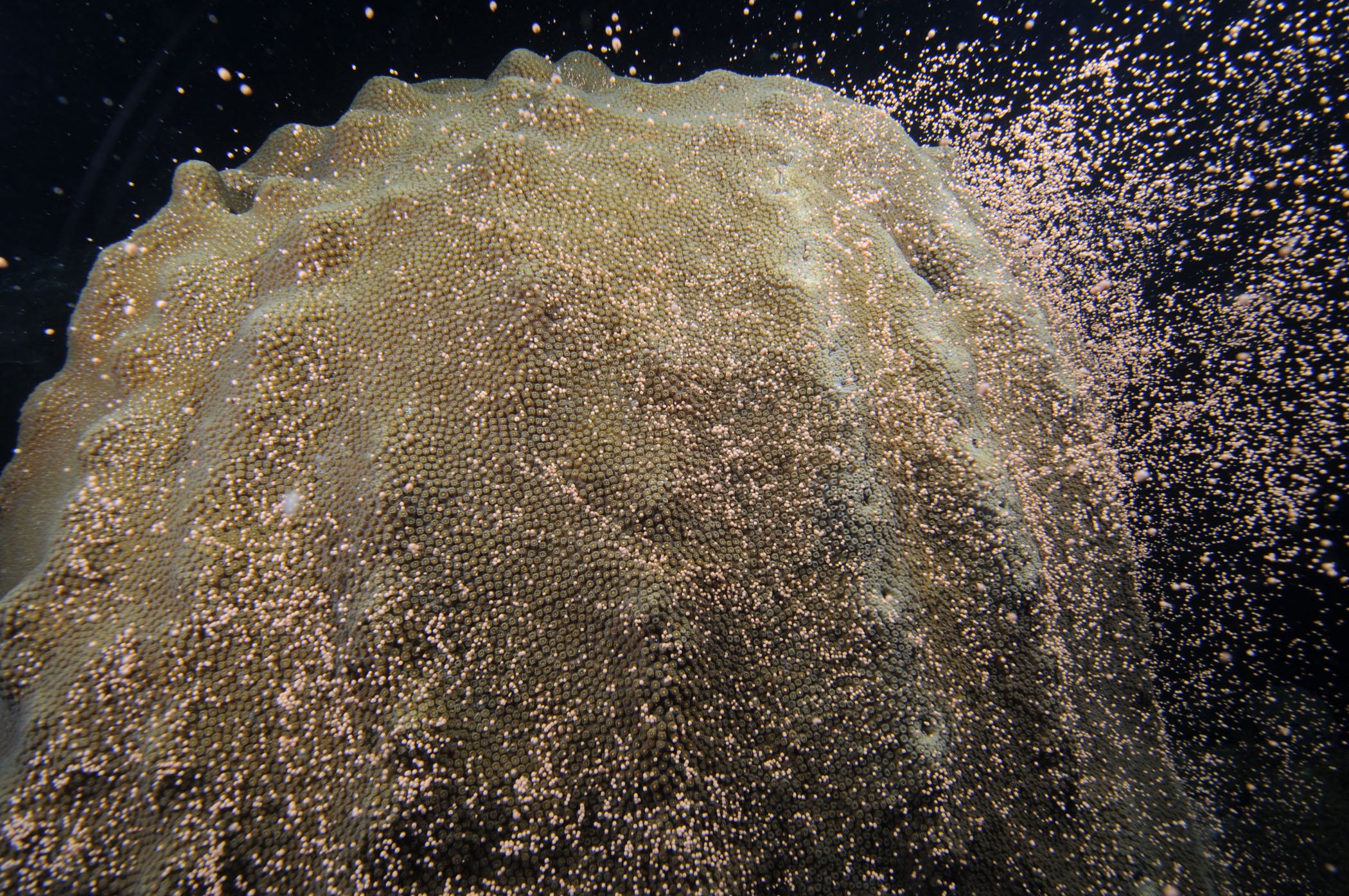 An Orbicella faveolata coral spawning. Credit: Schmahl/FGBNMS
