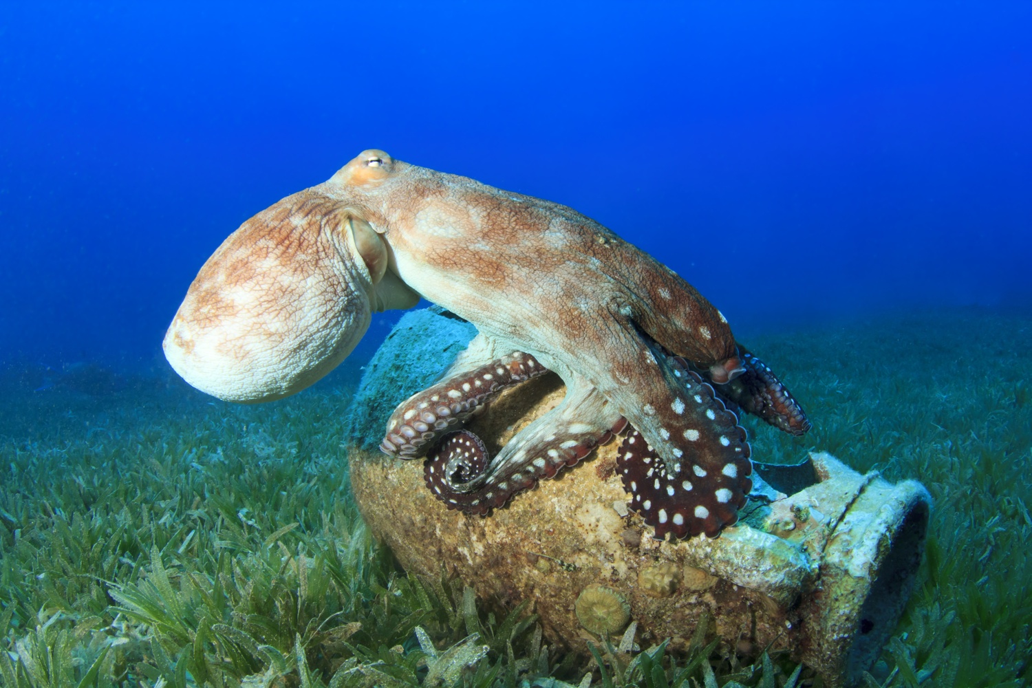 Octopus, from Shutterstock