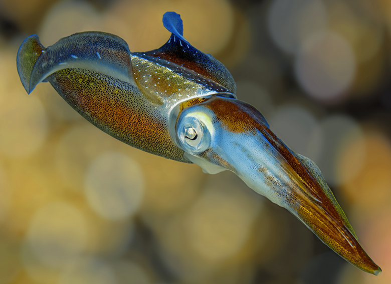 Caribbean Reef Squid. Photo by Betty Wills, Wikimedia Commons.