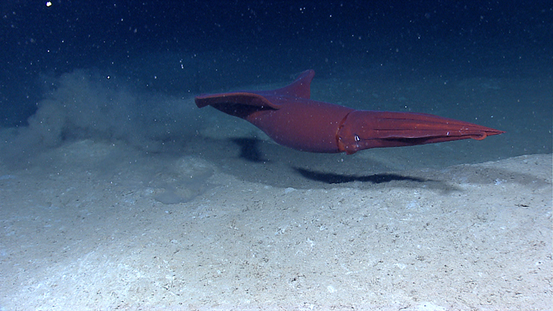 Large red squid near seafloor. Pholidoteuthis adami. The red color serves as camouflage as the only light found in the depths of the ocean is blue. NOAA Okeanos Explorer Program, Gulf of Mexico 2012 Expedition