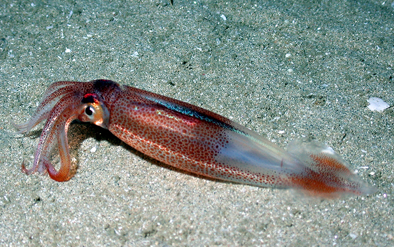 A squid. Atlantic Ocean, Southeast U.S. shelf/slope area. 2004. By Andrew David, NOAA/NMFS/SEFSC Panama City; Lance Horn, UNCW/NURC - Phantom II ROV operator.