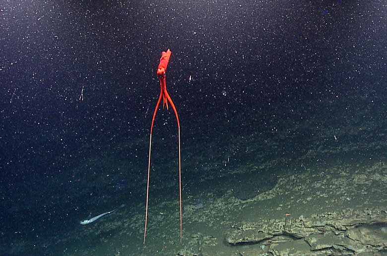 A spectacular deep sea squid (Mastigoteuthis sp.), known as a whiplash squid. NOAA OKEANOS Explorer Program , 2013 Northeast U. S. Canyons Expedition.