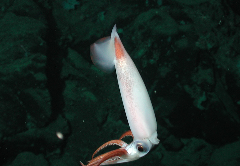 Clawed armhook squid (Gonatus onyx) at 1328 meters. NOAA/Monterey Bay Aquarium Research Institute.