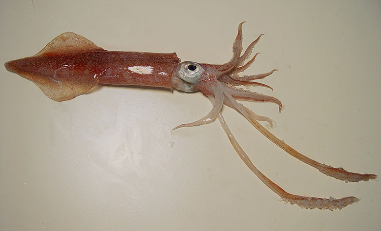 Longfin inshore squid ( Loligo pealeii ). Gulf of Mexico. SEFSC Pascagoula Laboratory; Collection of Brandi Noble, NOAA/NMFS/SEFSC. 
