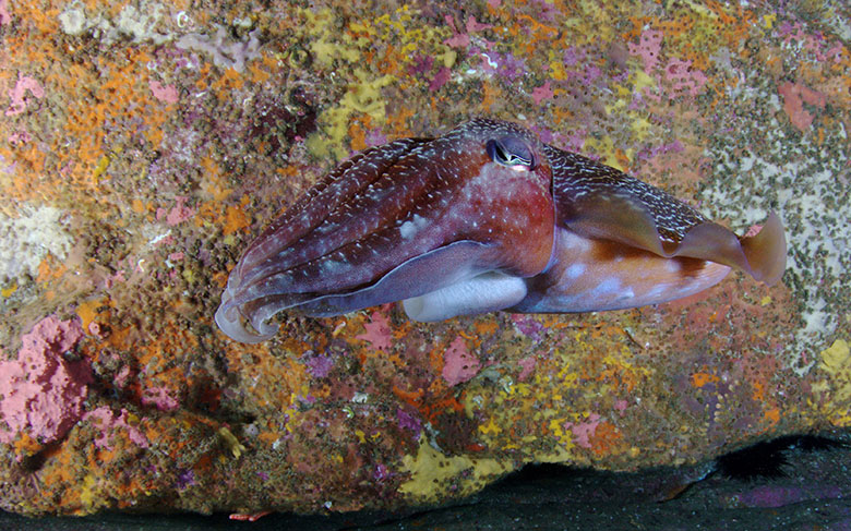 Cuttlefish found in Magic Point, Sydney. Photo by Klaus Stiefel