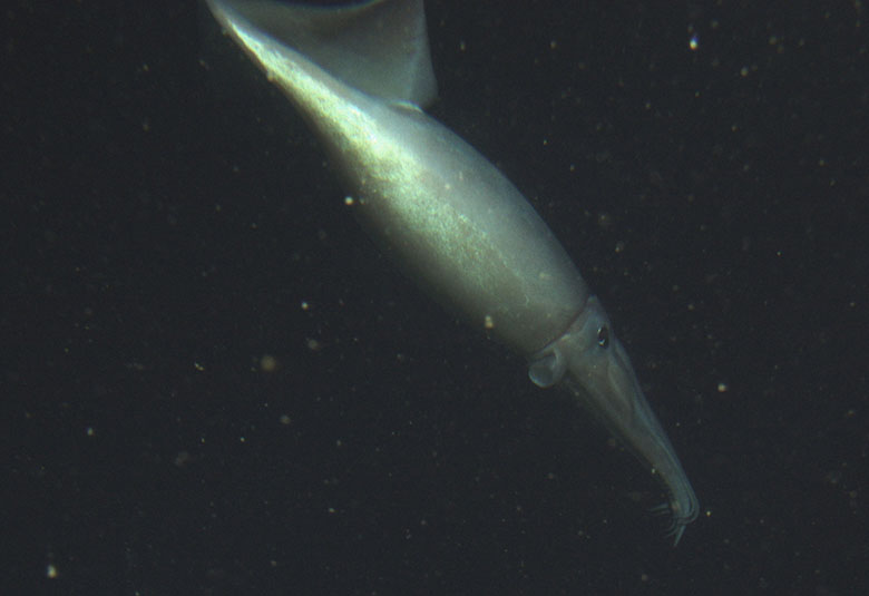 Humboldt squid (Dosidicus gigas) close up at 250 meters. By Rick Starr, NOAA/CBNMS.