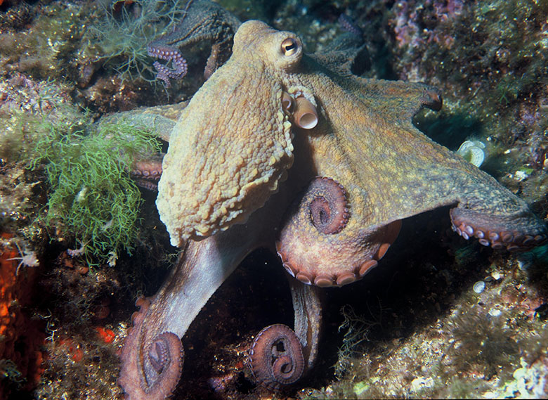 Octopus vulgaris. Photo by Albert Kok at Dutch Wikipedia